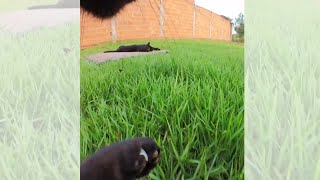 UM GATO DE HONRA Ou de desculpa 🫢 😂😂😂 Vlog [upl. by Anaik]