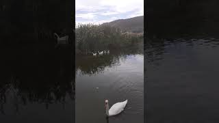 Some cute swans are heading towards a small island in the lake of Kastoria asmr swans [upl. by Ferreby]