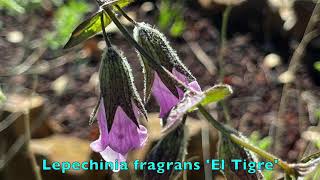 Early Bloomers California Native Plants Blooming in Winter  Ep 36 [upl. by Petrina]