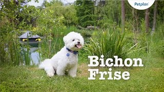 Bichon Frise Breed Information Temperament Lifespan amp more  Petplan [upl. by Bertila]