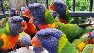 Rainbow Lorikeet RAID🌈🦜🦜🦜🦜🙈😅😍 [upl. by Sakovich801]