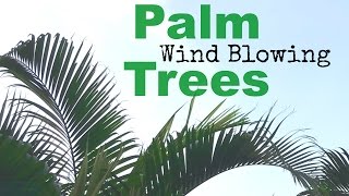 Palm Trees in the wind Blowing Shaking ambience sound [upl. by Heinrick]