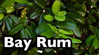 All About Bay Rum Pimenta racemosa [upl. by Ahsienal]