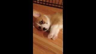 Guilty Corgi Puppy Gets In Trouble [upl. by Price]