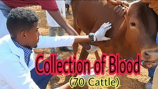 70 Cattle jugular blood collection [upl. by Cliffes]