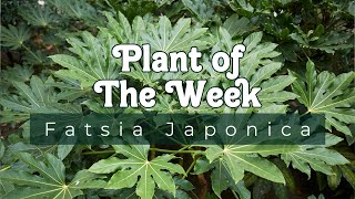 PLANT OF THE WEEK  FATSIA JAPONICA [upl. by Krispin598]