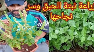 زراعةنبتةالحبق le basilic من البدور في المنزل وسر بقائها دات منفعة على طول السنة [upl. by Yolanda]