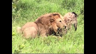 Hyenas Steal Leopards Kill Male Lion tries to Kill Hyena [upl. by Hitoshi]