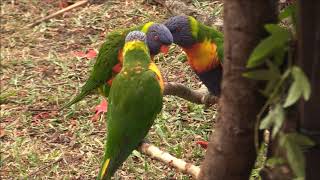 Rainbow Lorikeet courtship dance and mating [upl. by Llennoj797]