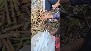 Fun Job With This Rice Paper Plant Herbal Medicine plants asmrvideo [upl. by Krys]