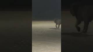 Gir Forest gir lion  sasan gir national park safari ll short shorts viralvideo video trending [upl. by Lertram]