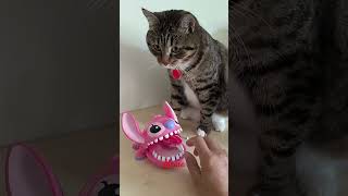 Playing with Meme meme catmeme smartcat catreaction catviralvideo [upl. by Nerraj]