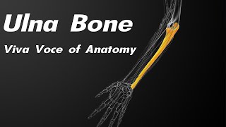 Ulna bone  Side determination  Parts and Attachments  Applied anatomy [upl. by Krystal]