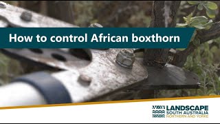 How to control African Boxthorn [upl. by Pahl666]