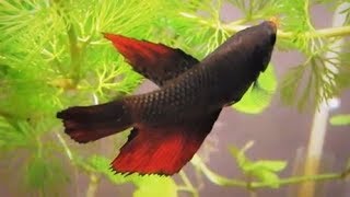 Female Betta Fish Information Care amp Tank Set up Guide [upl. by Dragelin]