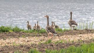 Les Moulins de Kinderdijk PaysBas [upl. by Nivanod]