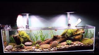 Natural River Bottom Fish Tank Aquascape Tutorial 12 Gallon Aquarium [upl. by Gladstone]