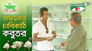 কবুতর পালনে অবিশ্বাস্য সফলতা  Shykh Seraj  Channel i [upl. by Eemia617]