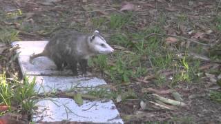 Possums mating in South Florida back yard [upl. by Modern]