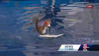 Meet Twiggy the waterskiing squirrel [upl. by Rori830]