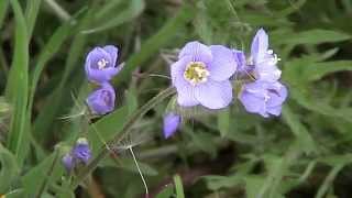 Showy JacobsLadder Polemonium pulcherrimum [upl. by Ecnarwal]