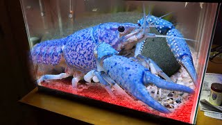 New Giant BLUE LOBSTER For My Aquarium [upl. by Neufer]