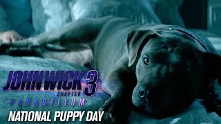 John Wick Chapter 3  Parabellum 2019 Movie “Happy National Puppy Day”  Keanu Reeves [upl. by Loring]