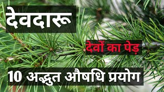 देवदारु के फायदे  Devdaru ke fayde  Cedrus deodara tree  Devdar ke fayde cedrus deodara oil [upl. by Lydell]