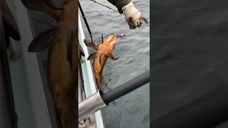 Alaskan Quillback RockfishFishing fishing [upl. by Kciderf]