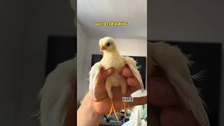 I found a chick from the egg godown youtubeshorts sort sortvideo chicken [upl. by Spearing]