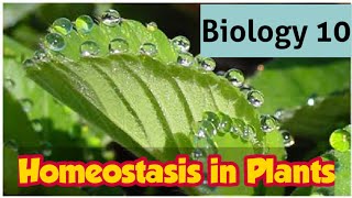 Homeostasis in Plants  10th Biology  Chapter 2 homeostasis Lec 2 [upl. by Fernand]