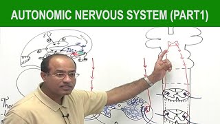 Autonomic Nervous System  Neurology  Neuroanatomy  Part 1🧠 [upl. by Dnalkrik]