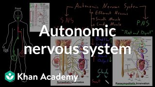 Autonomic nervous system  Organ Systems  MCAT  Khan Academy [upl. by Jenness]