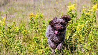 How Loyal is a Wirehaired Pointing Griffon [upl. by Amoeji]