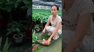 Loss of plants project 🪴🪴 and sell plants from garden shorts selling youtubeshorts [upl. by Davidson]