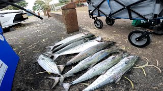 hervey bay mackerel season [upl. by Branca400]