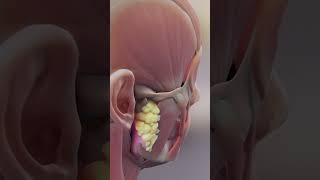 Vestibulo Ocular Reflex ear biology medical anatomy [upl. by Hadeehuat]