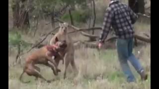 kangaroo attack the dog [upl. by Sergo680]