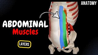 Muscles of the Abdomen Groups Origin Insertion Function [upl. by Lashonde40]