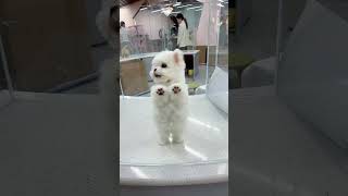 A little Bichon Frise asking for a hug A cute little Bichon Frise [upl. by Alric70]