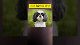 Which DOG BREED is this vocabulary english quiz pronunciation [upl. by Elyrehc]