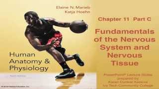 Anatomy amp Physiology Chapter 11 Part C Nervous System and Nervous Tissue [upl. by Nelram553]