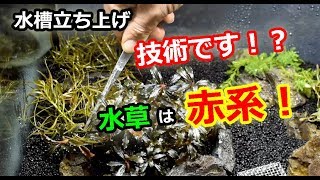 水草レイアウト水槽立ち上げ！水草は赤系で！ [upl. by Ihdin470]