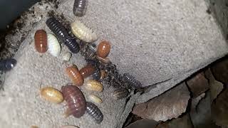 Colorful Gem Mix Armadillidium Vulgare Isopods [upl. by Aseram171]