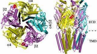 Alpha vs Beta Adrenergic Receptors  Autonomic Nervous System  Physiology and Pharmacology [upl. by Nelda]