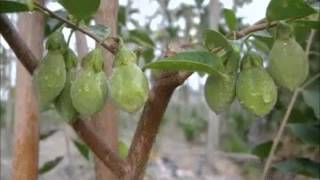 The Growing Process of Aquilaria Tree  沉香树的成长过程 [upl. by Ateuqram356]