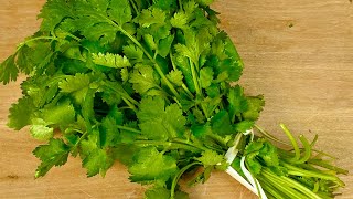 Como Desinfectar y Conservar el Cilantro Fresco por varios días en el refrigerador Método Efectivo‼️ [upl. by Brecher130]