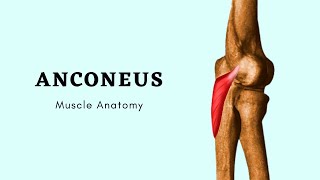 Anconeus Muscle Anatomy  Muscle of Posterior Forearm  Doctor Speaks [upl. by Asum223]