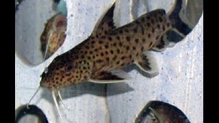 Synodontis Petricola Burundi F1 Dwarf Catfish [upl. by Goodman]