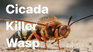 Cicada Killer Wasp [upl. by Koss]